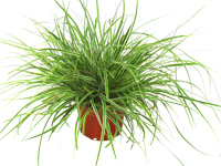 Carex oshimensis "Everest"  -  Segge   -Gräser