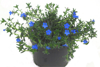 Lithodora Diffusa   -  Steinsame blau