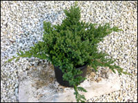 Juniperus procumbens  nana - Japanischer Kriechwachholder