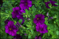 Calibrachoa Million Bells - Zauberglöckchen violett