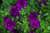 Calibrachoa Million Bells - Zauberglöckchen violett