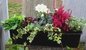 Bepflanzter Blumenkasten 60 cm wintergrün-mit Schneerose