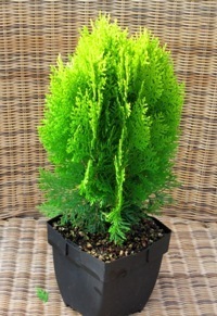 Thuja  Platycladus Aurea nana - goldener Zwerg-Lebensbaum