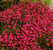 Dianthus deltoides - Heidenelke dunkelpurpurrot