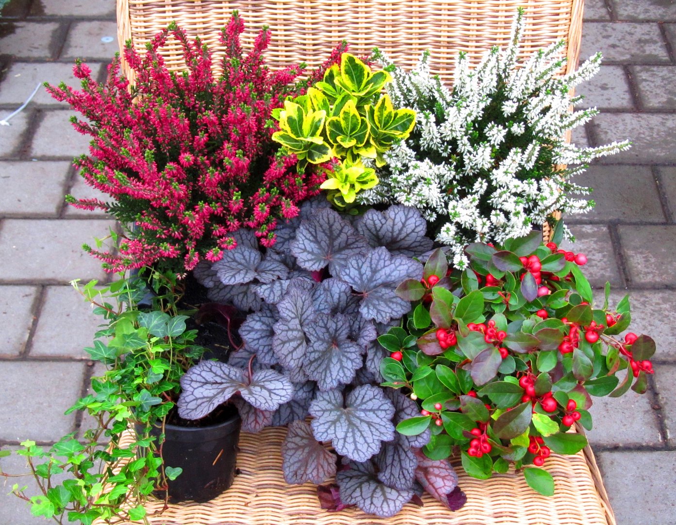 Balkon Blumen Online Kaufen