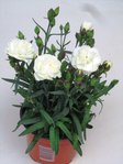 Dianthus caryophyllus - Nelke weiß Duftpflanzen