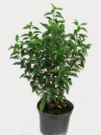 Prunus lusitanica 'Angustifolia'  -  Portugiesischer Kirschlorbeer