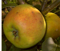 Apfel 'Zuccalmaglio ' CAC - Buschbaum Alte Apfelsorte 1878