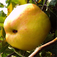 Apfel 'Dülmener Herbstrosenapfel' HALBSTAMM- Alte Apfelsorte