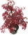 Acer palmatum  dissectum `Garnet'  roter Japanischer Schlitzahorn
