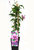 Clematis 'Hagley Hybrid'- Waldrebe - Kletterpflanzen