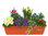Pflanzen-Set für 60 cm  Balkonkästen-Frühling