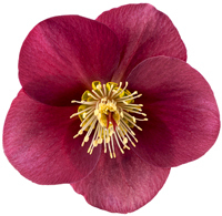 Helleborus frostkiss 'Anna's Red' -  Rote Christrose  'Winter Angels' 15 cm Topf