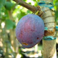 Zwetschge 'Topking ' ®  - Buschbaum - Prunus domestica