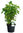 Hydrangea arborescens 'Strong Annabelle' ®- Ballhortensie weiß