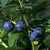 Garten Heidelbeere 'Blue Jay' - Vaccinium corymbosum