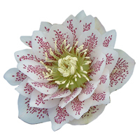 Helleborus orientalis  'Cindarella'-  Lenzrose  rosa gefüllt 15 cm Topf