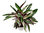Calathea 'Triostar'   - Pfeilwurz - luftreinigende Zimmerpflanze 19 cm Topf Höhe:85 cm