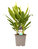 Cordyline new Conga -  KeulenlilieTopf 19 cm Höhe: 60 cm  Zimmerpflanzen