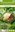 Cephalanthus occidentalis 'Magical Moonlight' -  Knopfbusch duftende Kugelblüten - Rarität