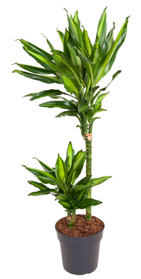 Dracaena Fragrans Cintho - Drachenbaum Cintho -  luftreinigenden Zimmerpflanzen Höhe 100 cm