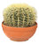 Echinocactus grusonii - Schwiegermuttersitz , Goldkugelkaktus  Schale 23 cm  Kaktus