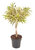 Dracaena reflexa 'Song of India'  -  Drachenbaum Höhe:80 cm  -  luftreinigend