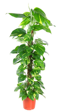 Epipremnum pinnatum - Efeutute am Moosstab, 21 cm Topf Höhe 100 cm Zimmerpflanze
