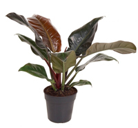 Philidendron erubescens 'Imperial Red' 19 cm Topf Höhe 60 cm Zimmerpflanze