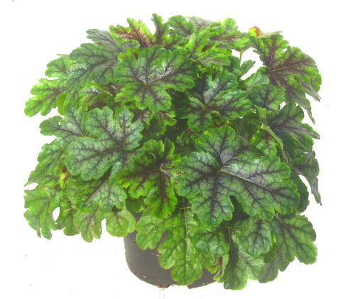 Heucherella tiarelloides Hybriden 'Tapestry' - Purpurglöckchen