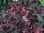 Heuchera cultivare Hybrida 'Purple Petticoats' - Purpurglöckchen