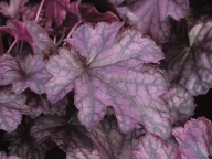 Heuchera cultivare Hybrida 'Blackberry Jam' - Purpurglöckchen
