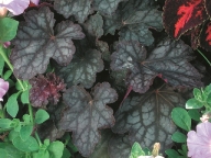 Heuchera cultivare Hybrida 'Velvet Night' - Purpurglöckchen