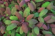 Salvia officinalis "Purpurascens"  -  Purpursalbei