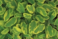 Salvia officinalis "Icterina"  -  Salbei