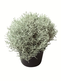 Calocephalus brownii Silver Wire  -  Stacheldraht, Silberdraht Pflanze