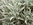 Helichrysum thianschanicum - Strohblume