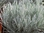 Helichrysum thianschanicum "Weißes Wunder" - Strohblume