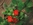 Fragaria  Hybrida "Red Ruby   /  Ziererdbeere