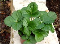 Fragaria  Hybrida "Red Ruby   /  Ziererdbeere