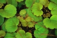 Saxifraga stolonifera "Harvest Moon" Steinbrech