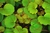 Saxifraga stolonifera "Harvest Moon" Steinbrech