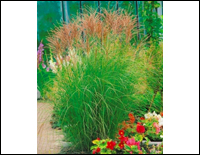 Miscanthus sinensis "Kleine Silberspinne"  - Chinaschilf    -Gräser