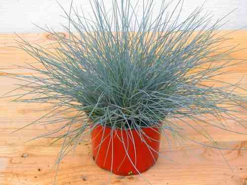 Festuca glauca "Eisvogel"  -  Blauschwingel  - winterhartes Ziergras