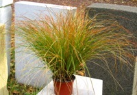 Carex testacea  -  Segge -Gräser