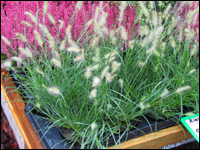Pennisetum alopecuroides "Little bunny"  -  Lampenputzergras  -Gräser