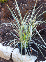 Phormium tenax"Alison Blackman" - Neuseeland Flachs