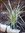Phormium tenax"Alison Blackman" - Neuseeland Flachs