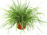 Carex oshimensis "Everest"  -  Segge   -Gräser