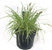Carex hachijoensis "Evergold" - Segge -Gräser